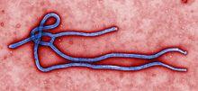 Ebola virus virion by CDC/Cynthia Goldsmith - Public Health Image Library 10816; This media comes from the Centers for Disease Control and Prevention's Public Health Image Library