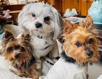 Spice, Sugar, Trixie (Dr. Gwilym's Pets) Spice, Sugar, Trixie (Dr. Gwilym's Pets)